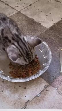 吃猫粮的猫